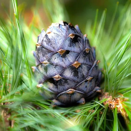 Seetaler Alpen 度假居