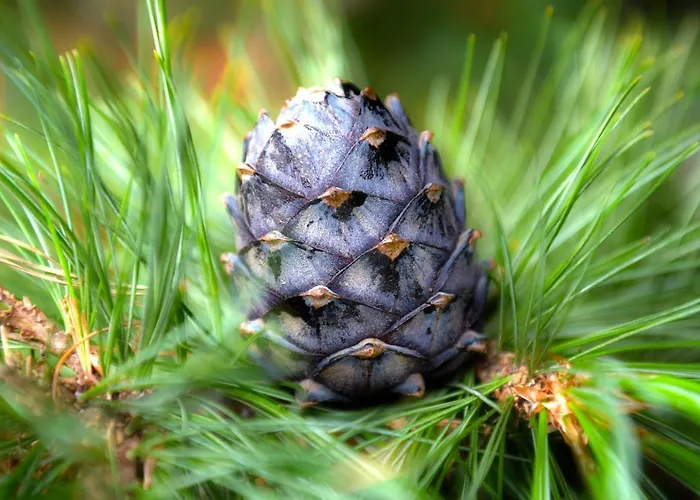 Seetaler Alpen بيت للعطل